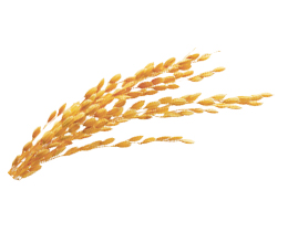 お伊勢さんのお米　イセヒカリ